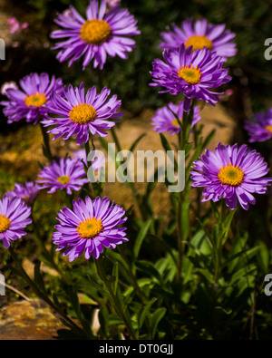 Aster Alpinus Banque D'Images