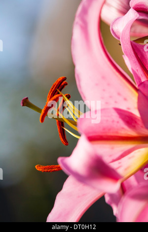 Lily rose est fier Banque D'Images