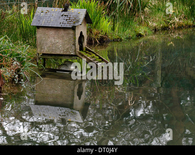 Petit canard maison sur un étang. Banque D'Images