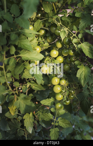 Woodstock, New York USA plants de tomate portant des fruits en croissance polytunnel Banque D'Images