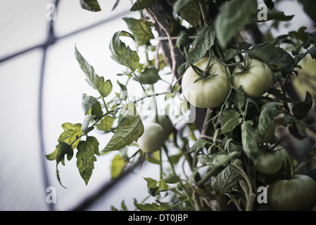 Woodstock, New York USA plants de tomate portant des fruits en croissance polytunnel Banque D'Images