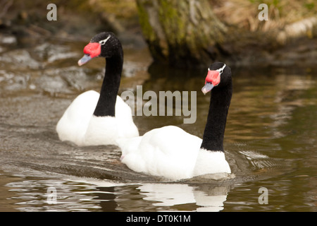 Deux Black-Necked les cygnes (cygnus melancoryphus) est le plus grand des oiseaux d'Amérique du Sud Banque D'Images