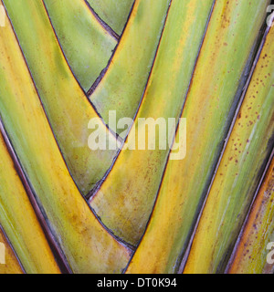 Tulum Mexique. Traveller's Palm ou fan palm tree leaf tiges Banque D'Images