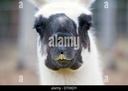 Close up d'un lama's face Banque D'Images