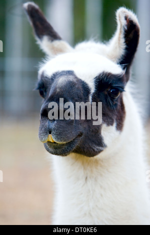 Close up d'un lama's face Banque D'Images