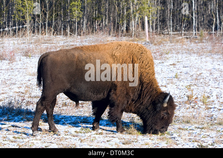 Les bisons du parc national Wood Buffalo, Territoires du Nord-Ouest, Canada Banque D'Images
