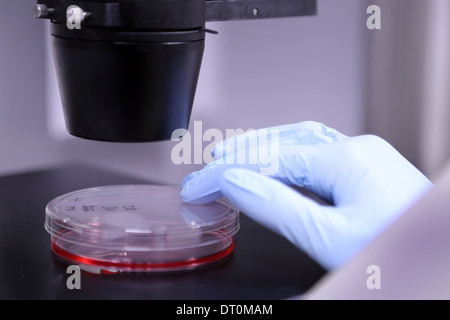 Outils de laboratoire ou des étapes de travail dans un travail de recherche biologique Banque D'Images