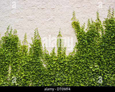 De plus en plus Washington USA Ivy plantes luxuriantes sur mur de brique Banque D'Images