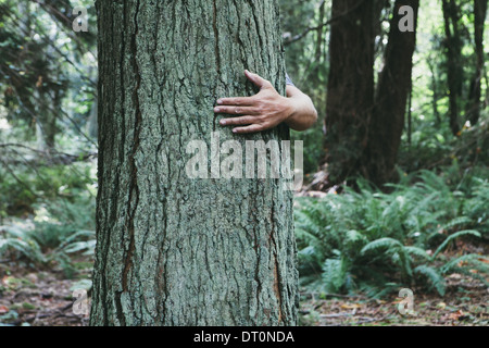 Seattle Washington USA Man hugging tree dans la luxuriante forêt verte Banque D'Images