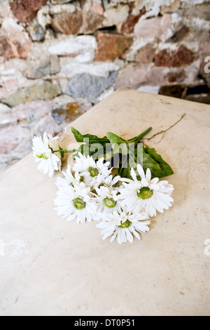 Un bouquet de marguerites blanches portées sur une pierre tombe Banque D'Images