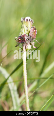 Stink bugs rouge sur une paille de pissenlit Banque D'Images