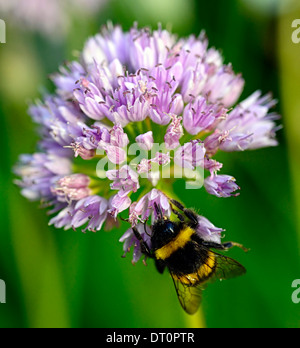 L'allium nutans bleu alimentation Alimentation de l'abeille la ciboulette fleurs pétales rose pâle ampoules herbes culinaires comestibles Banque D'Images