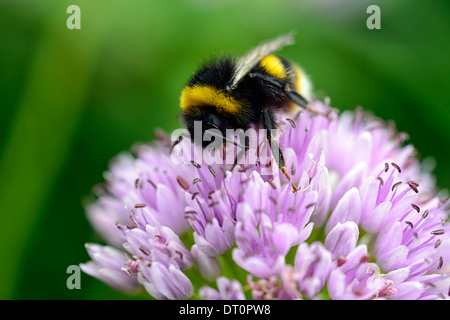 L'allium nutans bleu alimentation Alimentation de l'abeille la ciboulette fleurs pétales rose pâle ampoules herbes culinaires comestibles Banque D'Images