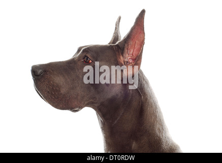 Profil de tête dogue allemand avec les oreilles coupées sur fond blanc Banque D'Images