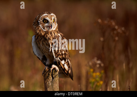 Un Short-Eared Owl est assis sur un post Banque D'Images