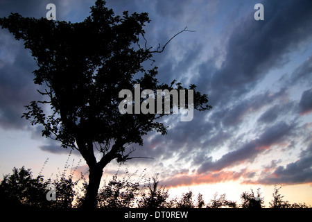 Les arbres individuels avant le ciel du soir dans le Taunus Banque D'Images