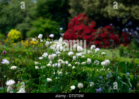 Aquilegia flabellata floraison fleurs blanches doubles vivaces ancolie fleurs d'ancolies rhododendron rouge Banque D'Images