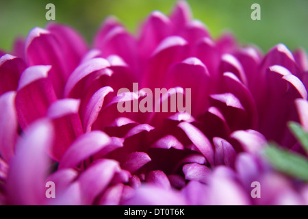 Chrysanthèmes, parfois appelé mamans ou chrysanths, sont des plantes à fleurs du genre Chrysanthemum de la famille des Astéracées. Banque D'Images