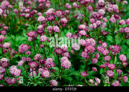 Astrantia major hadspen blood masterworts fleur fleurs marron rouge-rose fleurs vivaces jardin ombragé à l'ombre Banque D'Images