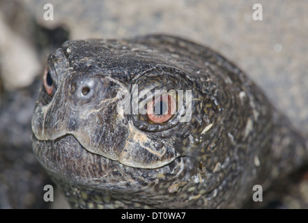 Femelle Tortue cistude Close-up (Emys orbicularis) Banque D'Images