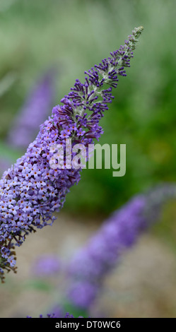 Buddleja davidii glasnevin plante hybride portraits fleurs violettes spires d'arbustes feuillus selective focus buddleja Banque D'Images