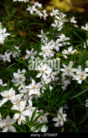 Choisya ternata aztec pearl floraison fleurs blanches parfumées parfumés arbustes arbustes feuillus Banque D'Images