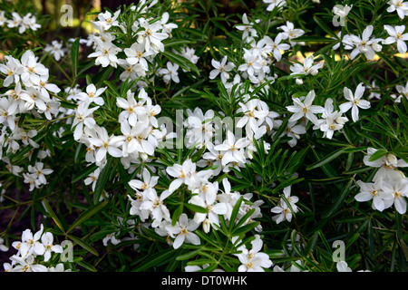 Choisya ternata aztec pearl floraison fleurs blanches parfumées parfumés arbustes arbustes feuillus Banque D'Images