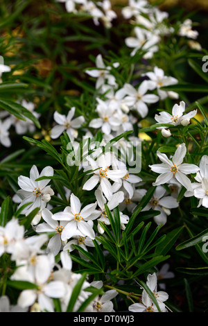 Choisya ternata aztec pearl floraison fleurs blanches parfumées parfumés arbustes arbustes feuillus Banque D'Images