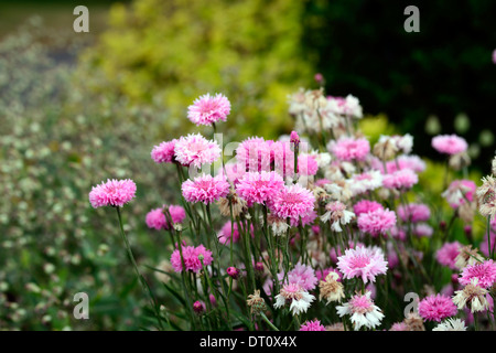 Pinkie bleuet Centaurea cyanus Bleuet bouton double baccalauréat floraison fleurs roses Banque D'Images