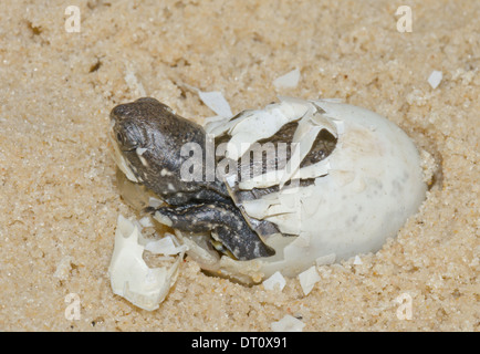 Tortue Cistude d'Egg (Emys orbicularis) séquence 13 (sur 20) Banque D'Images