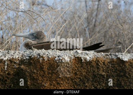 Gros plan d'un butin aux pieds bleus assis à Galapagos, Équateur, Amérique du Sud Banque D'Images