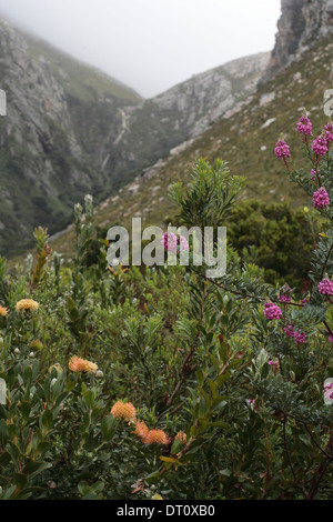 Les buissons en fleurs dans Fynbos Harold Porter Jardin Botanique National, Betty's Bay, Afrique du Sud Banque D'Images