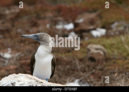 Botte aux pieds bleus regardant latéralement contre un fond d'herbe succulente rouge dans les îles Galápagos, Équateur, Amérique du Sud Banque D'Images