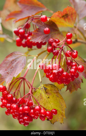 Guelder Rose Viburnum opulus, fruits mûrs en automne. Banque D'Images