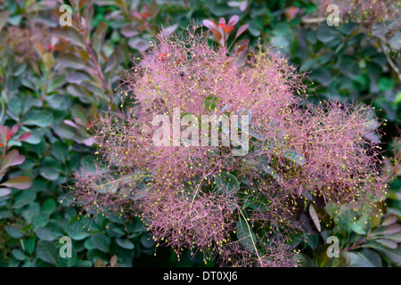 Cotinus fumer bush flower spray palmes petites fleurs feuilles caduques feuillage foncé arbre arbres plantes ornementales Banque D'Images