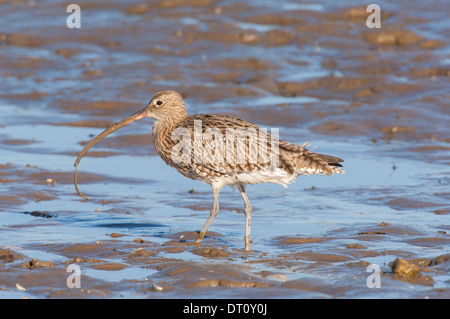 Curlew Numenius arquata, ver, avec dans le projet de loi. Banque D'Images