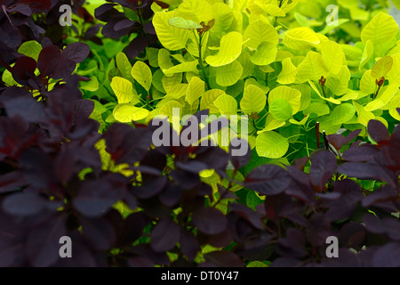 Prunus serrula violet royal golden spirit vert feuillage pourpre feuilles contraste plan contrasté combinaison partenaire de plantation Banque D'Images