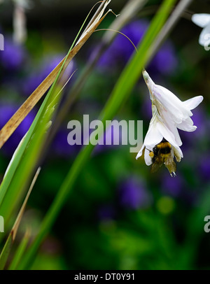 Tigridia Guenièvre angels cannes à pêche fleur fleurs blanc abeille vivace plante bénéfique d'alimentation d'alimentation de la faune Banque D'Images