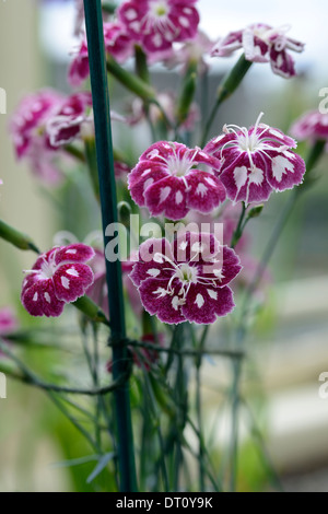 Dianthus caryophyllus reine de coeur blanc rose fleur plante vivace à fleurs fleurs plante sempervirente œillets roses Banque D'Images