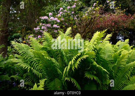 Matteuccia struthiopteris fougère volant de frondes Vert Fougères Fleurs rhododendron rose frondes ombragé ombragé jardin ombragé gardens Banque D'Images