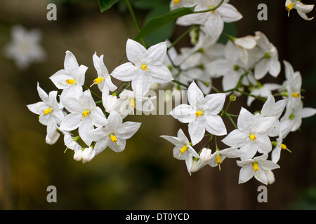 Fleurs blanc grimpeur, Solanum laxum 'Album' Banque D'Images