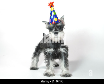 Fête d'anniversaire bébé chien chiot Schnauzer nain blanc sur Banque D'Images