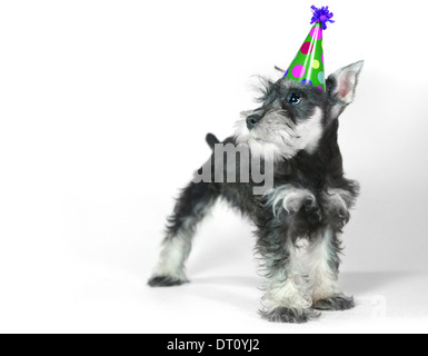 Fête d'anniversaire bébé chien chiot Schnauzer nain blanc sur Banque D'Images