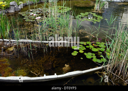 Bateau coulé inondées d'eau étang lily jardin jardinage plantation scheme lunatique Banque D'Images