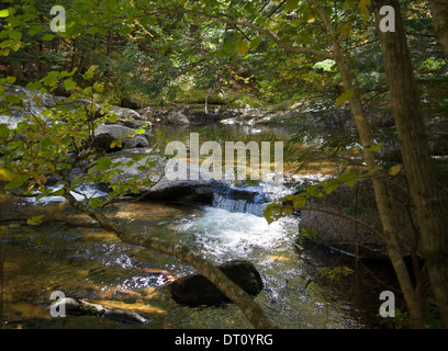 L'ours se jette doucement sur les rochers de granit et assortis, le coeur de Grafton Notch State Park dans northwwestern dans le Maine. Banque D'Images