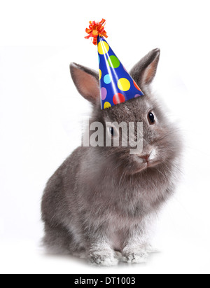 Gris Fourrure Lapin Avec Un Chapeau D Anniversaire Sur Photo Stock Alamy
