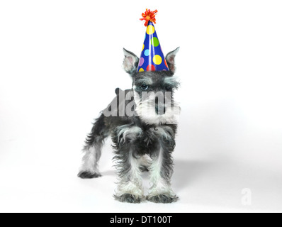 Fête d'anniversaire bébé chien chiot Schnauzer nain blanc sur Banque D'Images