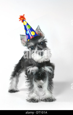 Fête d'anniversaire bébé chien chiot Schnauzer nain blanc sur Banque D'Images