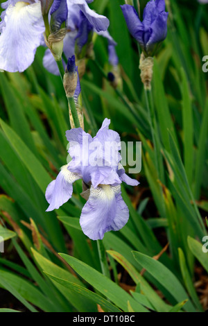 Jane phillips iris germanica Iris rhizomateux Iris allemand-lin couleur bleu couleur délicate fleur fleur fleur Banque D'Images