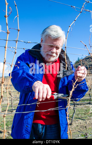 Close-up of senior male l'élagage des branches de vigne dans un vignoble sur une journée ensoleillée au printemps. Banque D'Images